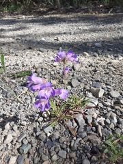 Penstemon gormanii