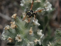 Pterocheilus