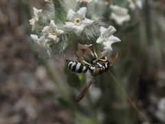 Pterocheilus