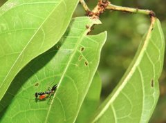 Odontomantis sinensis