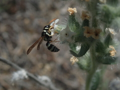 Pterocheilus