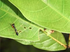 Odontomantis sinensis