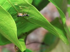 Odontomantis sinensis
