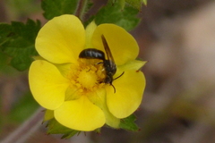 Hylaeus basalis