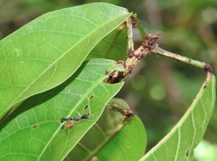Odontomantis sinensis