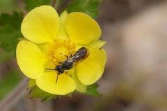 Hylaeus basalis