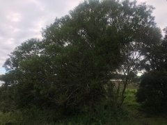 Acacia uncifolia