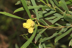 Acacia uncifolia