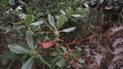 Escallonia paniculata