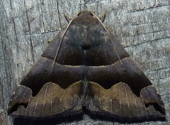Gondysia