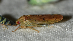 Ponana quadralaba
