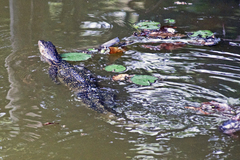 Varanus salvator