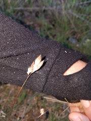 Dasyochloa pulchella