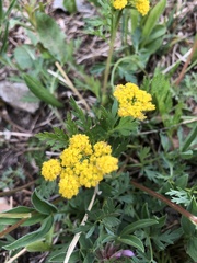 Pseudocymopterus