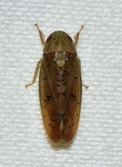 Ponana quadralaba