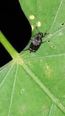 Mordella sticticoptera