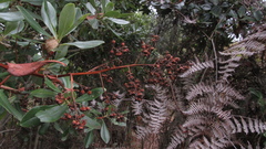 Escallonia paniculata