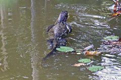 Varanus salvator
