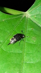 Mordella sticticoptera