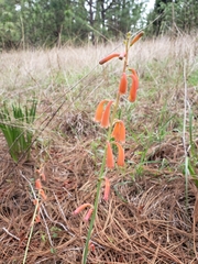 Polianthes geminiflora
