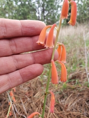 Polianthes geminiflora