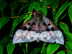 Ischyja marapok