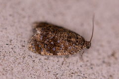 Olethreutes astrologana