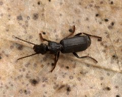 Helluodema unicolor