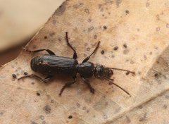 Helluodema unicolor