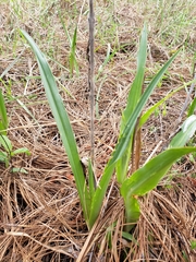 Polianthes geminiflora