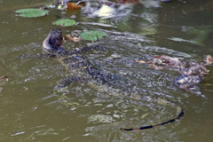 Varanus salvator
