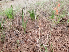 Polianthes geminiflora