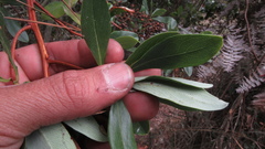 Escallonia paniculata