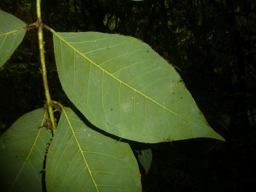Amyris magnifolia image