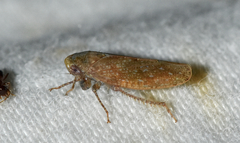 Paraphlepsius continuus