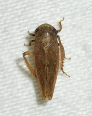 Paraphlepsius continuus