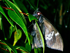 Ischyja marapok