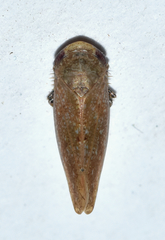 Paraphlepsius continuus