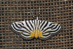 Dichocrocis rigidalis