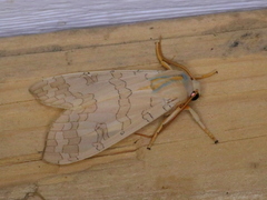 Halysidota tessellaris