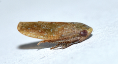 Paraphlepsius continuus