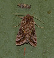 Autographa mappa