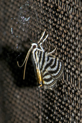 Dichocrocis rigidalis