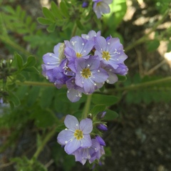 Polemonium californicum