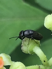 Discomyza