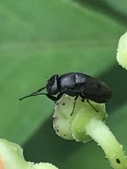 Discomyza