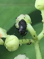 Discomyza