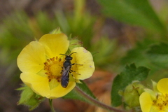 Hylaeus basalis