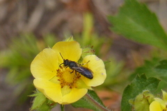 Hylaeus basalis