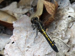 Leucorrhinia intacta